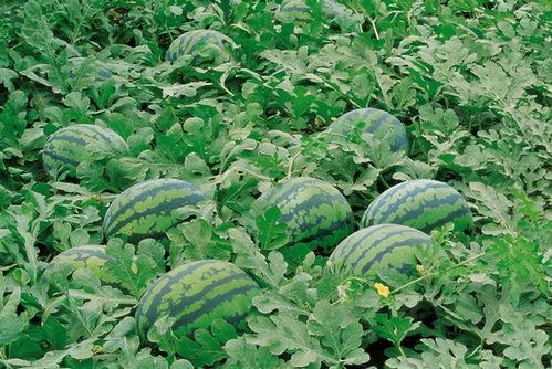 吃瓜浮力群,揭秘网络社交圈的趣味与争议