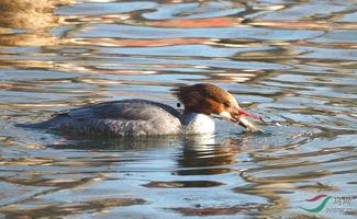 秋小鱼吃瓜,揭秘娱乐圈的甜蜜与苦涩
