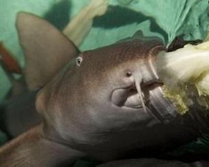 鲨鱼视频吃瓜图片,揭秘吃瓜群众的狂欢现场