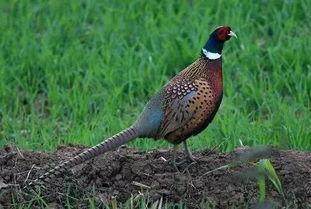 防止野鸡吃瓜妙招,守护瓜田，防止野鸡偷食瓜果攻略