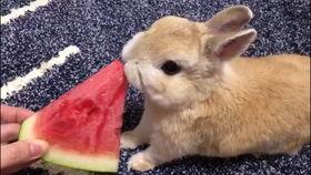 吃瓜的兔子 图片