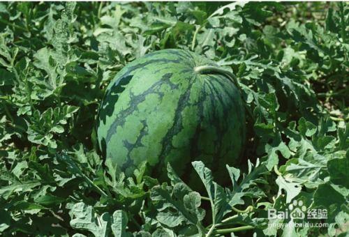 孕妇可以吃糍瓜吗,孕妇适宜食用糍瓜的益处与注意事项