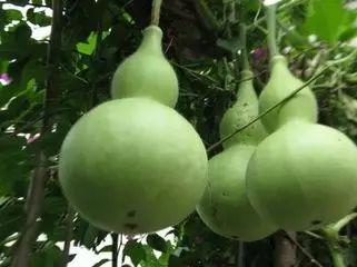 葫芦瓜几月吃,夏季最佳食用指南