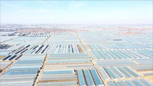 寿光大棚吃瓜,瓜果飘香，农业科技助力乡村振兴