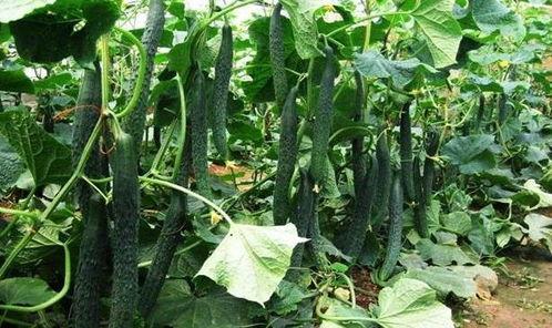 吃瓜季节最佳时间,吃瓜正当时——揭秘最佳吃瓜季节