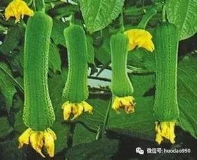 入伏前吃三瓜,三瓜助力，清凉度夏健康行