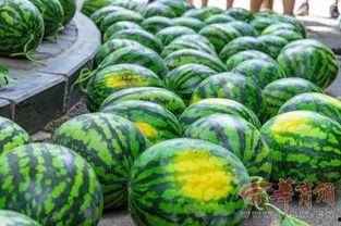 江苏宿州学院吃瓜,揭秘校园里的“瓜田”风云